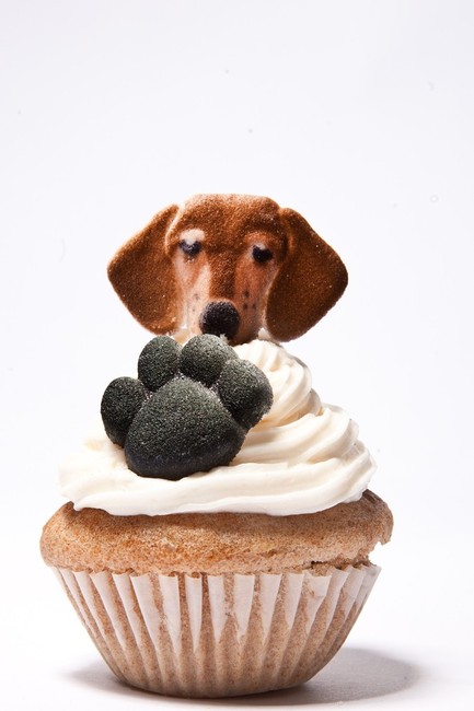 Muffinka z Jamnikiem i czarną łapką