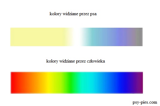 Barwy widziane przez psa i człowieka