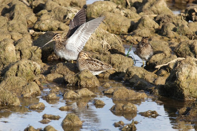 bekas kszyk (Gallinago gallinago) ptaki łowne bekas kszyk