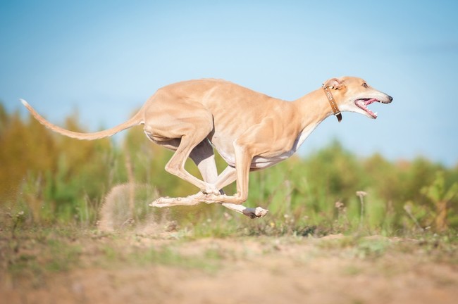 biegnący greyhound biegnący greyhound