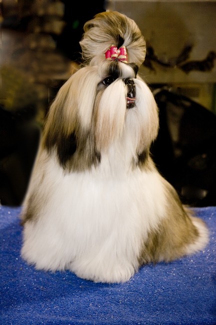 najpiękniejsze psy świata champion dog show najpiękniejsze psy świata champion dog show
