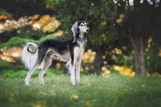 ciekawostki na temat psow - najstarsza rasa psow saluki