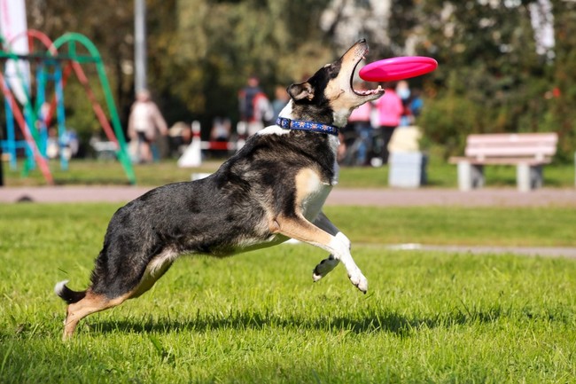 Dog frisbee: collie krótkowłosy w wyskoku po dysk