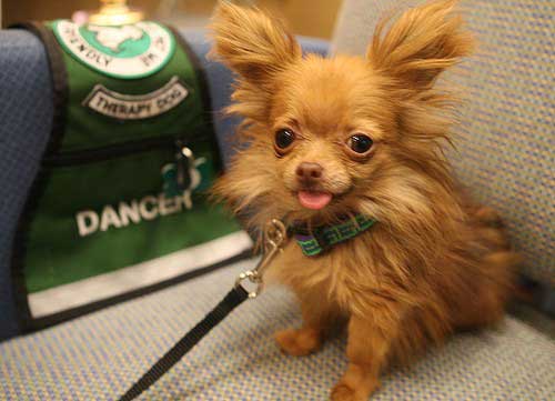 Najmnieszy chihuahua Dancer