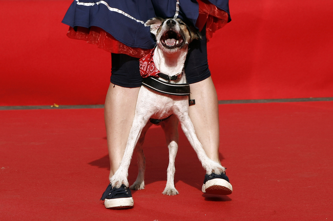 psi sport dog freestyle