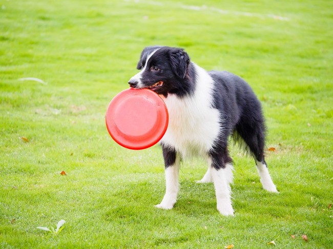 Border collie z dyskiem w pysku