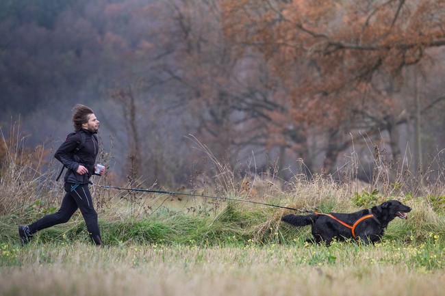 Dogtrekking: opiekunka wędruje z psem połączonym linką z amortyzatorem