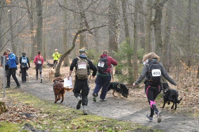Dogtrekking, na czym polega i jak zacząć trenować 