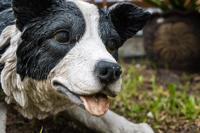 figurka psa border collie do ogrodu