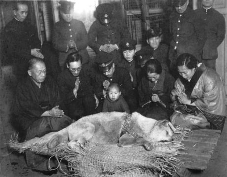 Sławny pies Hachiko