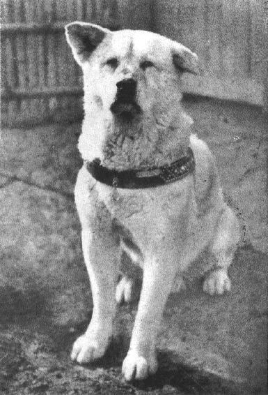 Hachiko, sławny pies akita symbol wierności