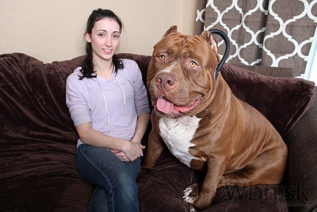 Hulk największy pitbull na świecie ze swoją właścicielką