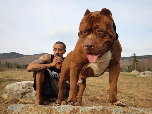 Hulk największy pitbull na świecie i jego właściciel