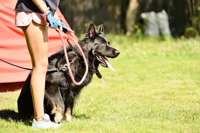 Komenda siad owczarka niemieckiego na zawodach obedience