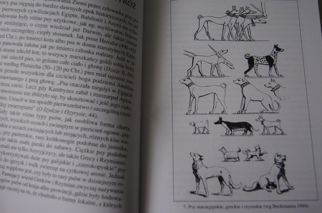 Człowiek i pies historia przyjaźni opis książki