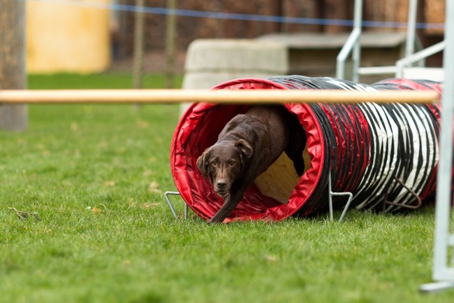 Labrador pokonujący tunel w agility Labrador i tunel w agility