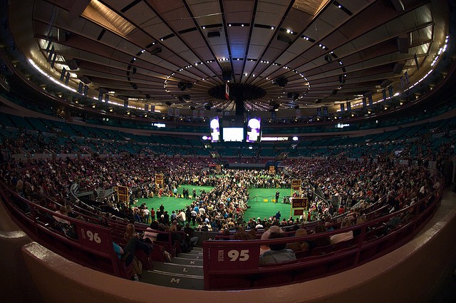 najpiękniesze psy świata na wystawie psów rasowych w Madison Square Garden najpiękniesze psy świata na wystawie psów rasowych w Madison Square Garden