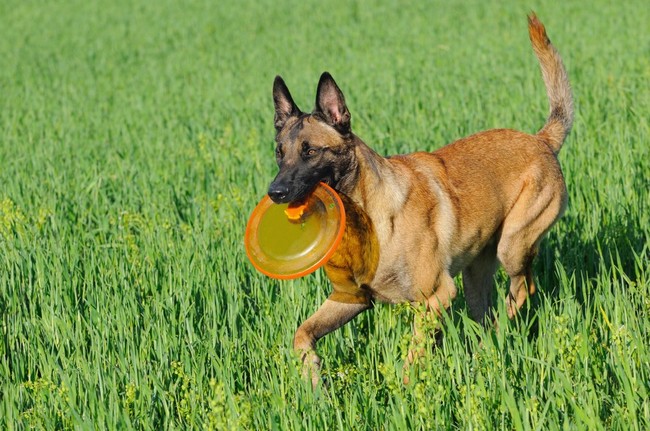 Pierwsze kroki z dogfrisbee