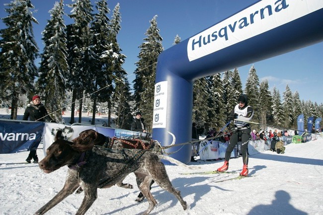 meta wyścigu psich zaprzęgów Husqvarna Tour 2015 na Polanie Jakuszyckiej