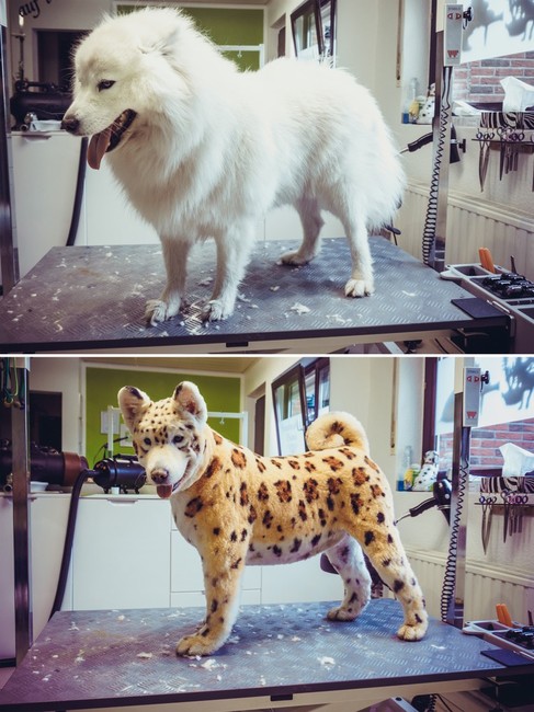 Metamorfoza samoyeda