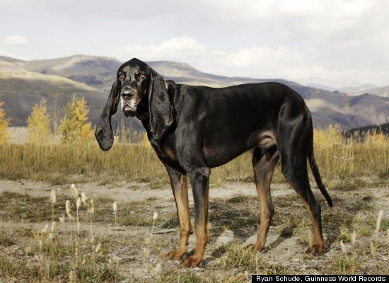 Najdłuższe uszy u psa rasy Bloodhound