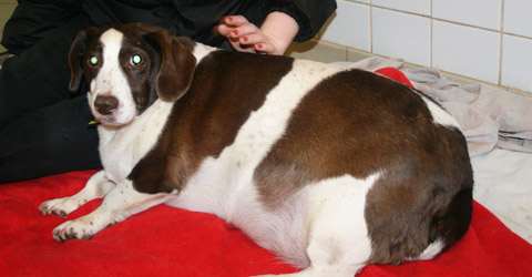Najgrubszy beagle na świecie