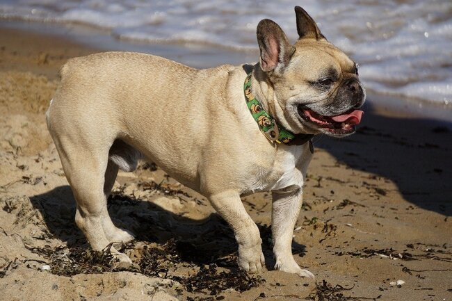 buldog francuski