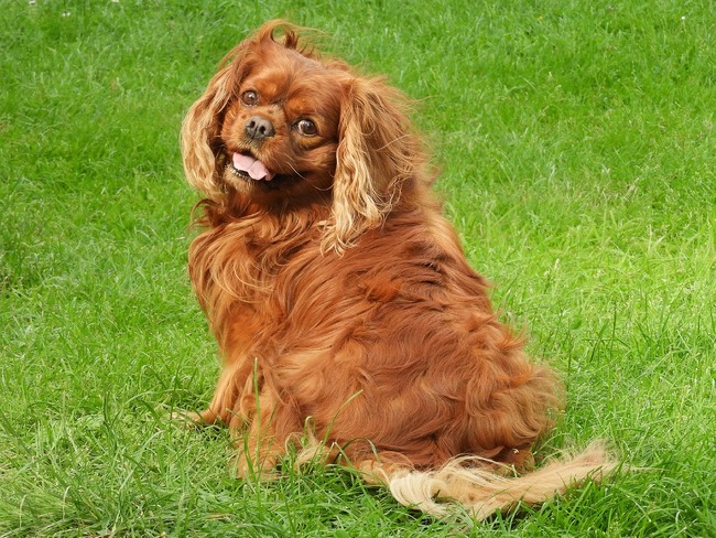 najpopularniejsze rasy psów w 2024 roku cavalier king charles spaniel