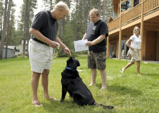 O psach które potrafią liczyć Psi matematyk labrador Beau