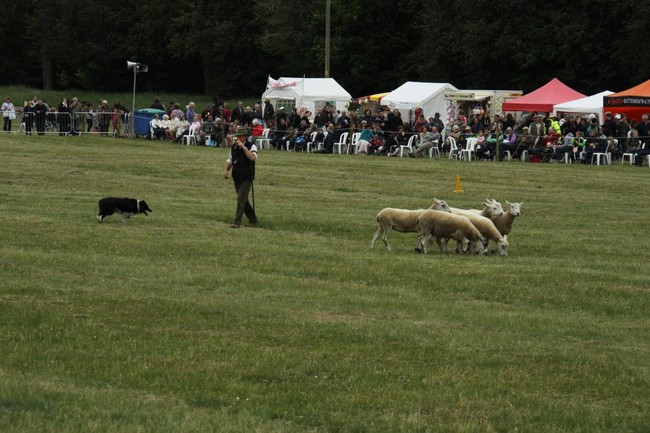Pokazy psów pasterskich zaganianie owiec przez Border collie Pokazy psów pasterskich zaganianie owiec przez Border collie