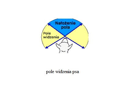 Pole widzenia psa
