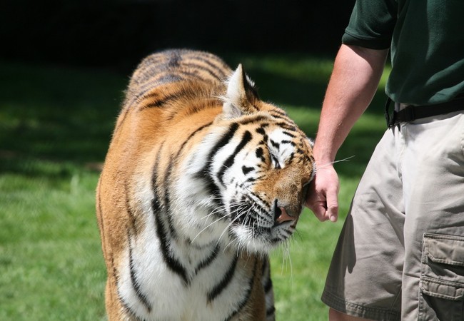 propozycje zawodów dla miłośników zwierząt pracownik zoo