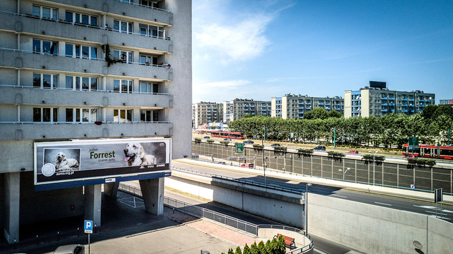 akcja promująca adopcję psów Psy na billboardach w całej Polsce