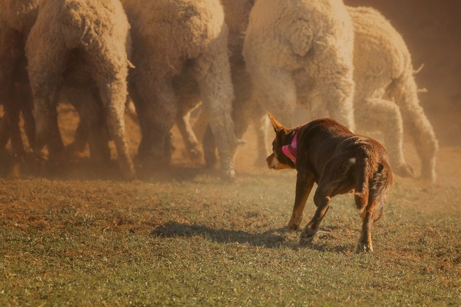 Psy rude Australijski Kelpie
