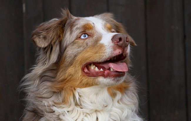 psy z niebieskimi oczami border collie
