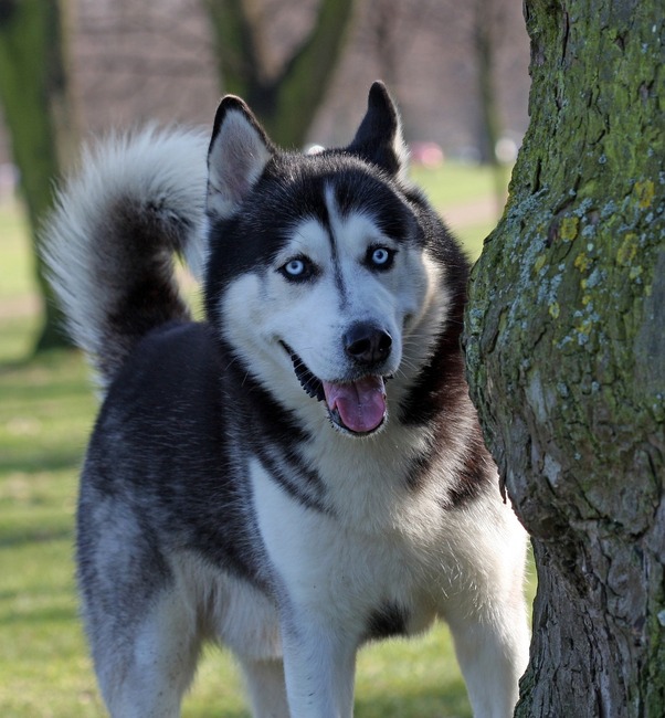 psy z niebieskimi oczami husky syberyjski