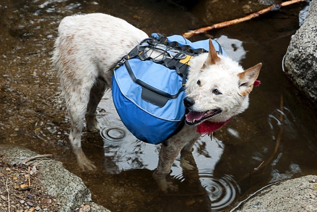 sprzęt do dogtrekkingu sakwy dla psa