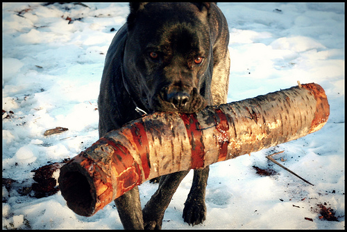 Siła uścisku szczęka psa Cane corso