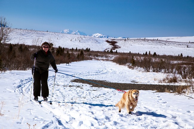Skijoring, narciarz ciągnięty przez psa na śniegu