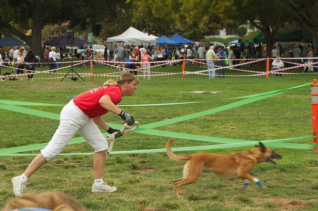 Owczarek belgijski malinois startujący w zawodach flyball