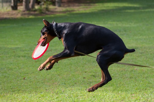 Dog frisbee z psem Dobermanem