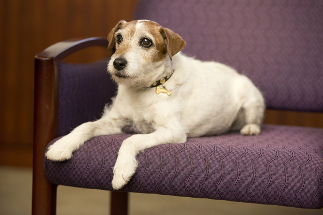 Pies Uggie z filmu Artysta Słynny pies Uggie z filmu Artysta