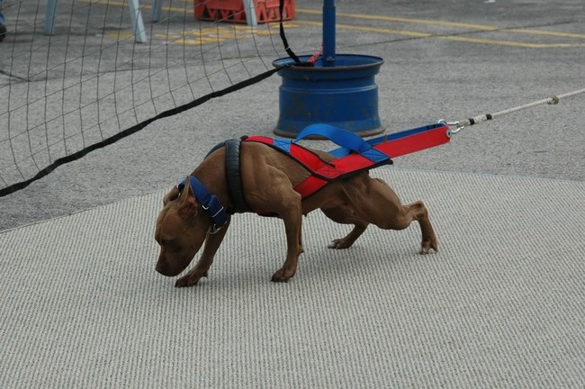 Pies ciągnący wózek w zawodach weight pulling