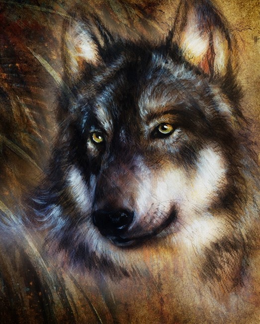 namalowany portret wilak nieznanego autora