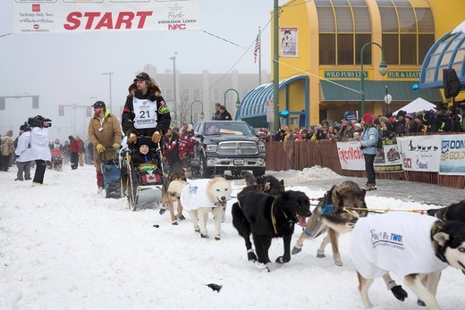 Iditarod największy wyścig psich zaprzęgów