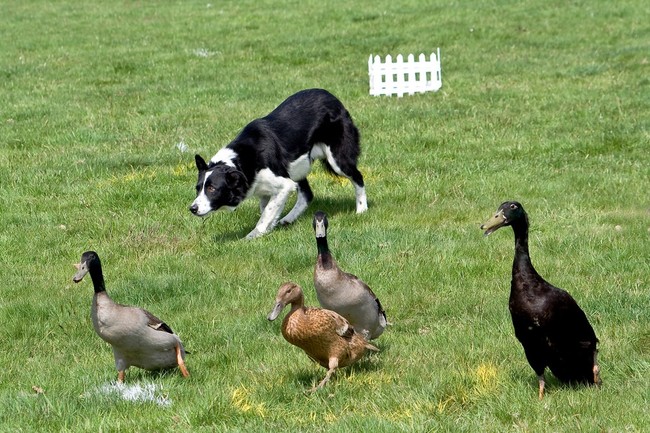 Pokazy psów pasterskich zaganianie kaczek przez Border collie Pokazy psów pasterskich zaganianie kaczek przez Border collie
