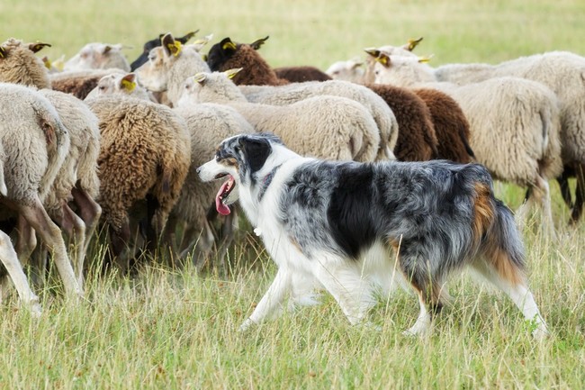 Pokazy psów pasterskich zaganianie stada owiec przez border collie Pokazy psów pasterskich zaganianie stada owiec przez border collie