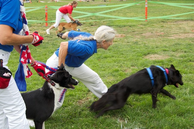 Flyball: drużyny psów rywalizujące na zawodach