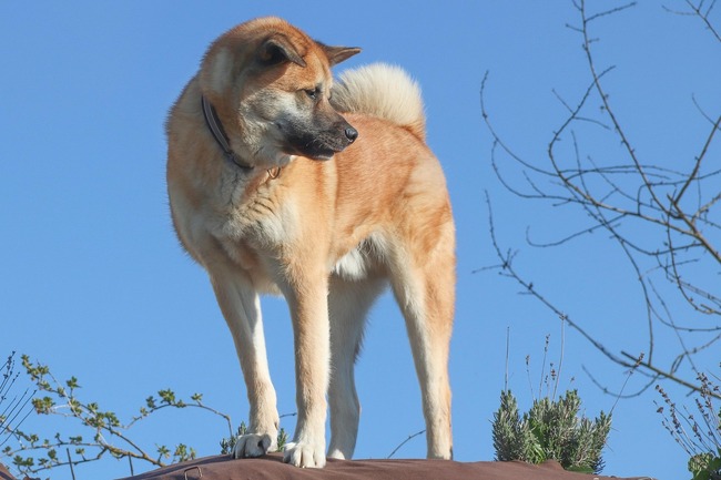 czy akita jest agresywna