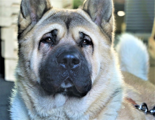czy akita jest agresywna